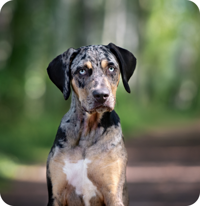 Pet Vaccinations Near Me 91801 West Main Animal Hospital